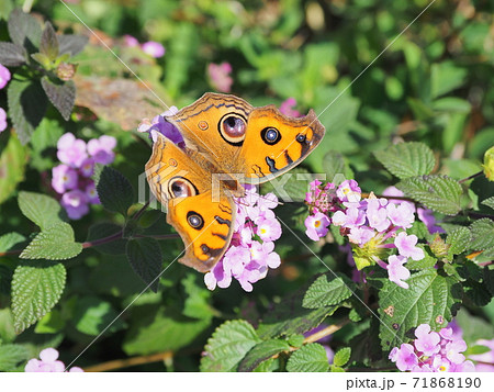 タテハモドキ(秋型) 71868190