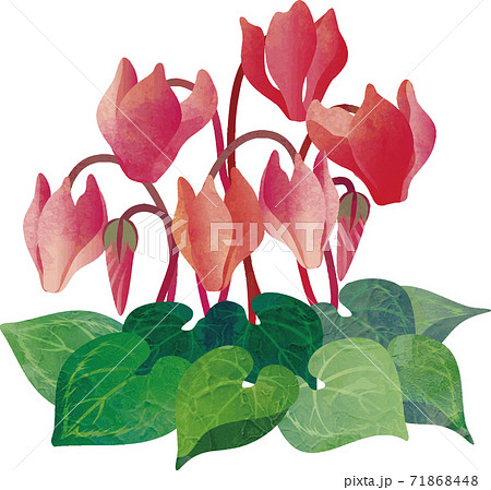 シクラメン 花 水彩 イラストのイラスト素材