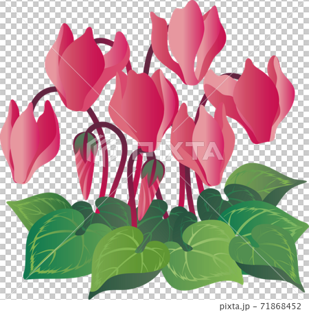 Cyclamen flower illustration 71868452