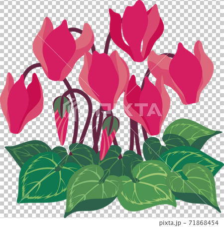 Cyclamen flower illustration 71868454