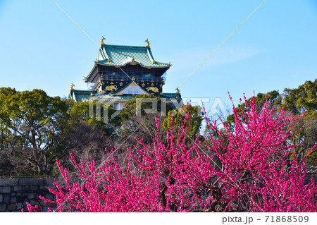 大阪城 梅林 大阪城 梅林 71868509