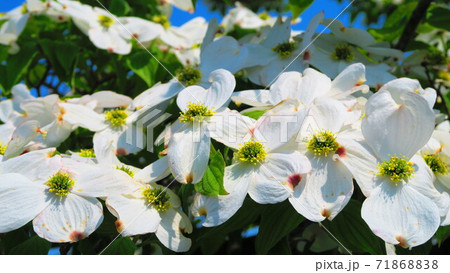 ハナミズキの花のある風景 ハナミズキの花のある風景 71868838