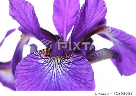 アヤメ 日本的な花 紫色 クローズアップ 白背景の写真素材
