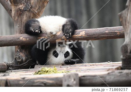 赤ちゃんパンダの写真素材
