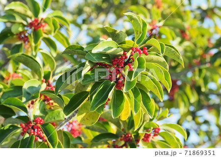 クロガネモチ（縁起物や秋のイメージに） 71869351