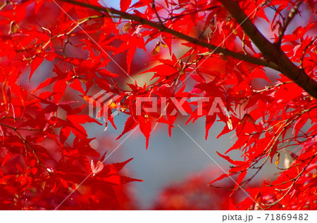 紅葉 紅葉 71869482
