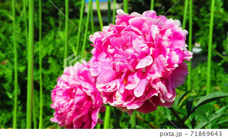 牡丹の花のある風景 牡丹の花のある風景 71869643