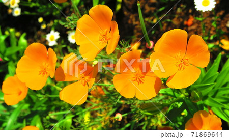 ハナビシソウ カリフォルニアポピー の花の写真素材