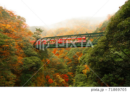 紅葉と鉄道 71869705