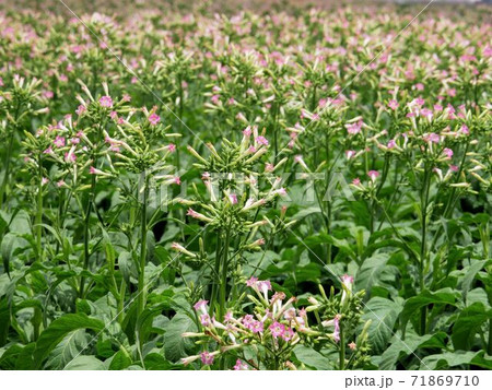 煙草の花　（Nicotiana tabacum）（熊本県宇土市） 71869710