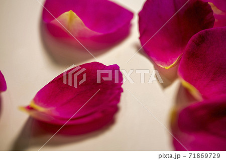 赤い美しいバラの花びらを散りばめるの写真素材