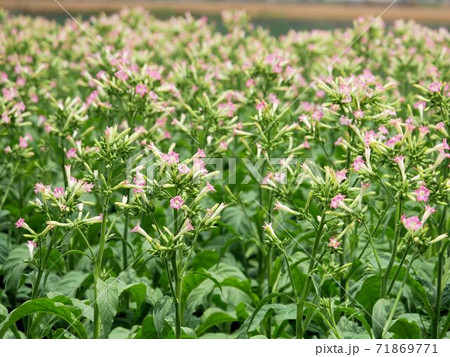 葉タバコの花 熊本県宇土市 の写真素材