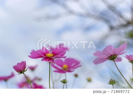 一面に咲き誇る秋桜 71869772