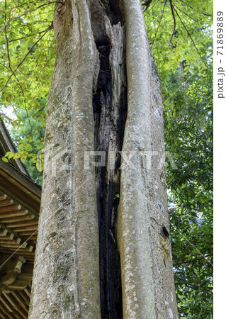 樹木の中に朽ちた樹木 樹木の中に朽ちた樹木 71869889