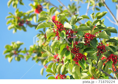 クロガネモチ（縁起物や秋のイメージに） 71870224