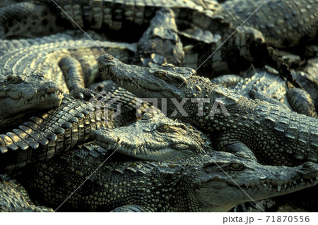 CAMBODIA SIEM REAP CROCODILE FARM 71870556