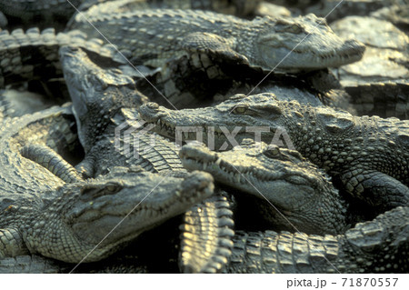 CAMBODIA SIEM REAP CROCODILE FARM 71870557