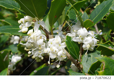 柊の葉と白い柊の花 柊の葉と白い柊の花 71870622