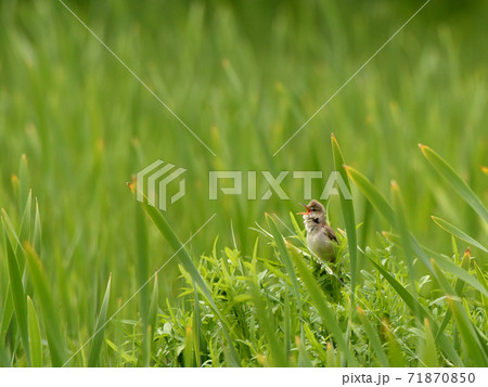 緑に染まる葦の中で響き渡るヨシキリの鳴き声 71870850