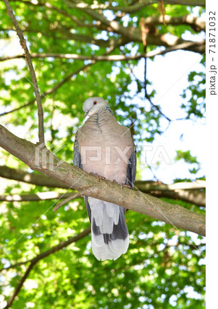 林の中で横を向いて木の枝に止まるキジバトを正面から撮影した写真 71871032