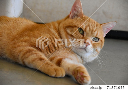 mainagamoto フテネコ 黄土色成型/茶縞 楽天市場】【3年保証】BARREL公式 植物育成LEDライト 【TSKUYOMI