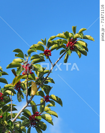 クロガネモチ（縁起物や秋のイメージに） 71871116