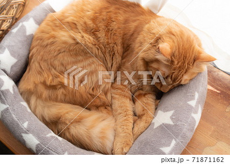 猫の寝顔 茶トラ猫の写真素材
