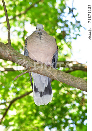 林の中で正面を向いて木の枝に止まるキジバトを正面から撮影した写真の