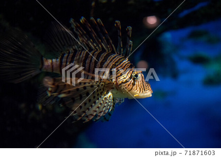 海の貴婦人　ミノカサゴ 71871603