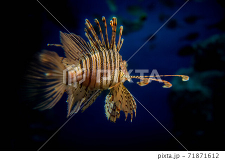 海の貴婦人　ミノカサゴ 71871612