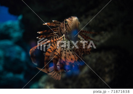 海の貴婦人　ミノカサゴ 71871638