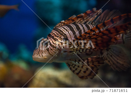 海の貴婦人　ミノカサゴ 71871651