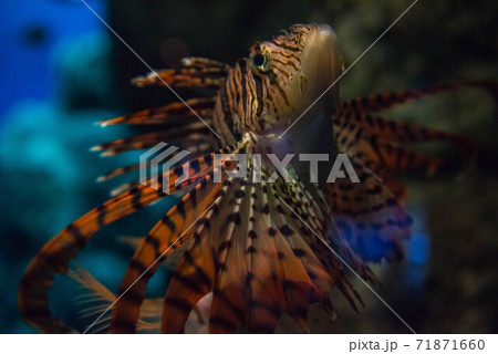 海の貴婦人　ミノカサゴ 71871660