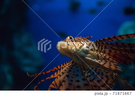 海の貴婦人　ミノカサゴ 71871667