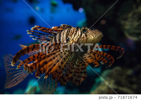 海の貴婦人　ミノカサゴ 71871674