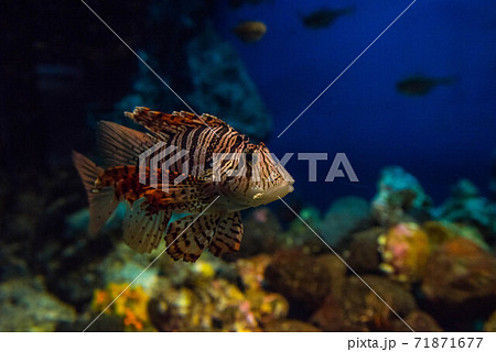 海の貴婦人　ミノカサゴ 71871677