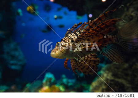 海の貴婦人　ミノカサゴ 71871681