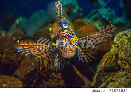 海の貴婦人　ミノカサゴ 71871682