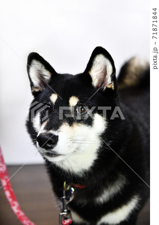 黒い柴犬の写真素材