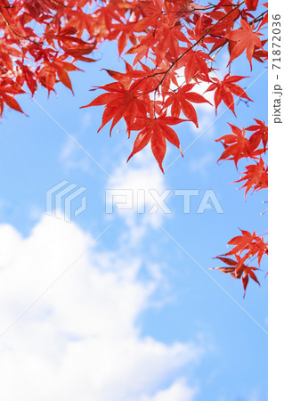 青空に真っ赤なもみじ　紅葉　秋 71872036