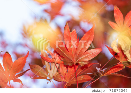 楓 カエデ メープル 71872045