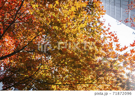 紅葉 葉 秋 71872096