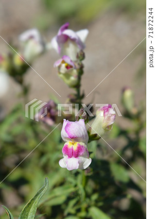 Snapdragon Circus Clowns 71872244