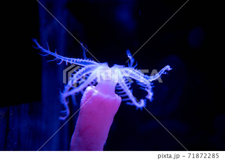 水族館は楽しい 71872285