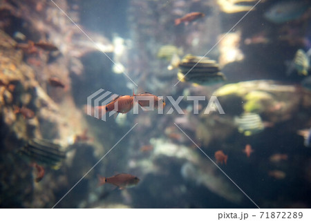 水族館は楽しい 71872289