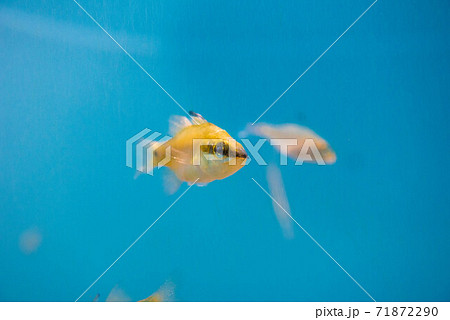 水族館は楽しい 水族館は楽しい 71872290