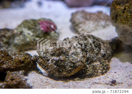 水族館は楽しい 水族館は楽しい 71872294