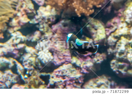 水族館は楽しい 水族館は楽しい 71872299