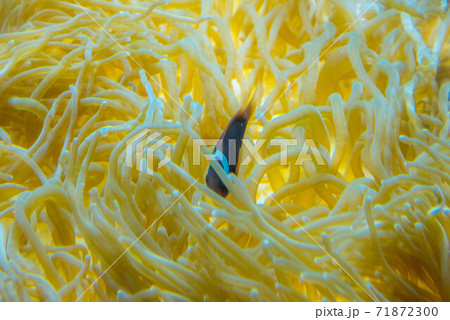 水族館は楽しい 水族館は楽しい 71872300