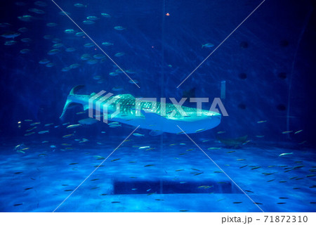 水族館は楽しい 71872310